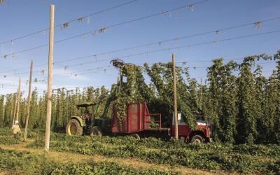 hop farming