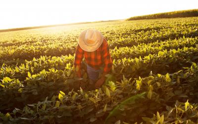 Farmer in the field