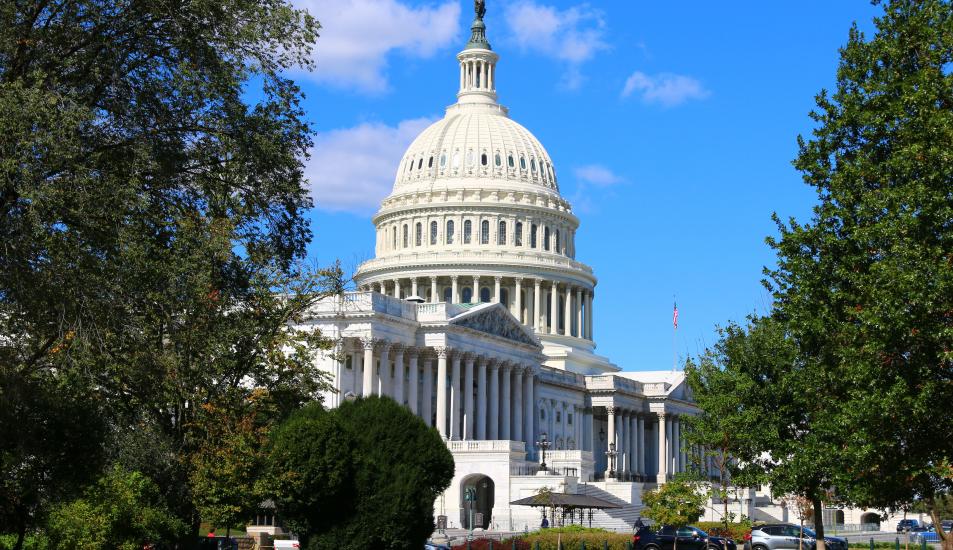 Capitol and trees