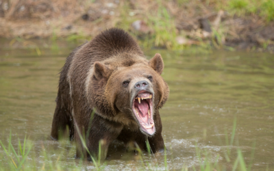 bear