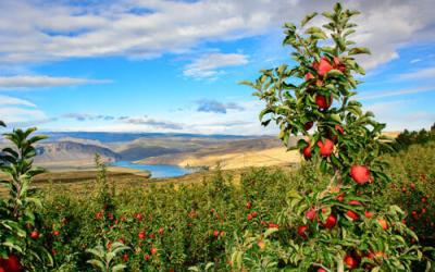 apple orchard