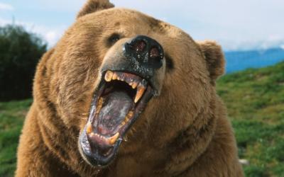 bear