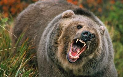 grizzly