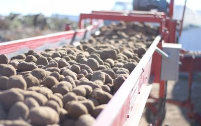 potato growers harvest