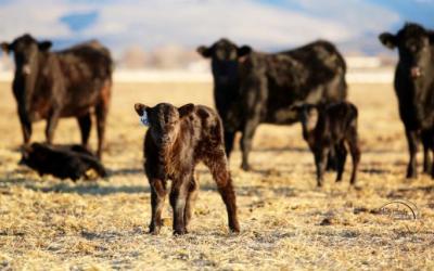 washington cattle